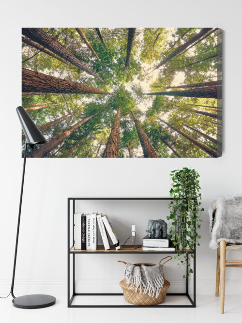 Obraz na płótnie Las Fotografia Korony  Premium Canvas - obrazek 9