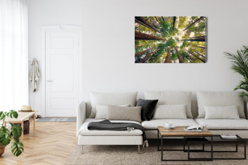Obraz na płótnie Las Fotografia Korony  Premium Canvas - obrazek 6
