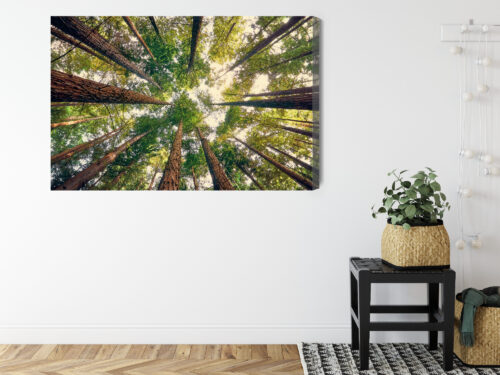 Obraz na płótnie Las Fotografia Korony  Premium Canvas - obrazek 8