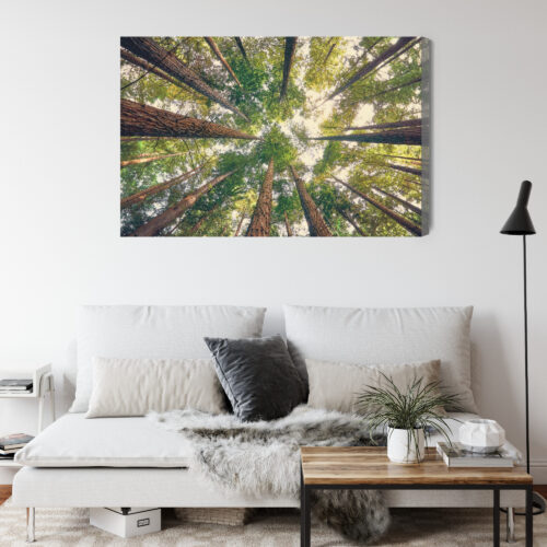 Obraz na płótnie Las Fotografia Korony  Premium Canvas - obrazek 4
