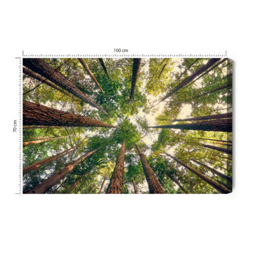 Obraz na płótnie Las Fotografia Korony  Premium Canvas