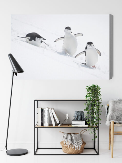 Obraz na płótnie Pingwiny w ruchu sceneria śnieżna Premium Canvas - obrazek 9