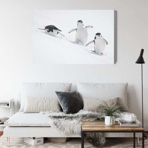 Obraz na płótnie Pingwiny w ruchu sceneria śnieżna Premium Canvas - obrazek 4