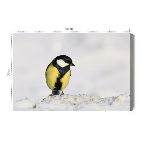 Obraz na płótnie Sikorka na śniegu Fotografia przyrodnicza  Premium Canvas