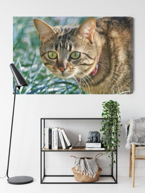 Obraz na płótnie Kot w trawie Fotografia Przyrody  Premium Canvas - obrazek 9
