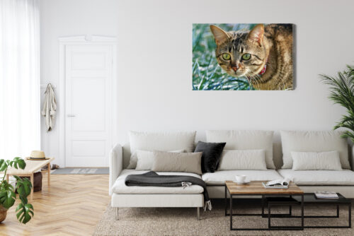 Obraz na płótnie Kot w trawie Fotografia Przyrody  Premium Canvas - obrazek 6