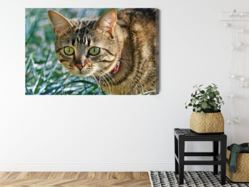 Obraz na płótnie Kot w trawie Fotografia Przyrody  Premium Canvas - obrazek 8
