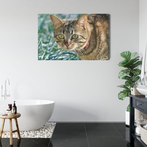 Obraz na płótnie Kot w trawie Fotografia Przyrody  Premium Canvas - obrazek 5