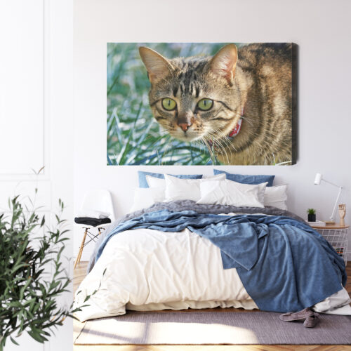 Obraz na płótnie Kot w trawie Fotografia Przyrody  Premium Canvas - obrazek 3