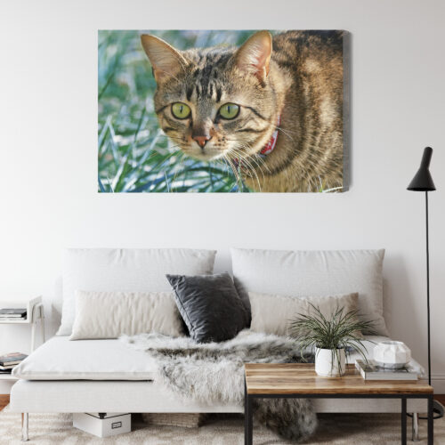 Obraz na płótnie Kot w trawie Fotografia Przyrody  Premium Canvas - obrazek 4