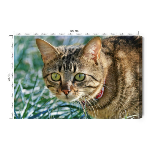 Obraz na płótnie Kot w trawie Fotografia Przyrody  Premium Canvas