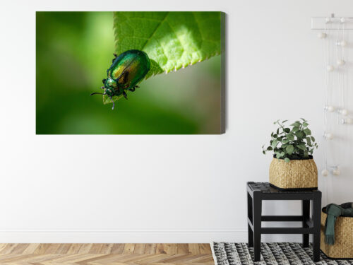 Obraz na płótnie Zielony Chrząszcz Makrofotografia Natura  Premium Canvas - obrazek 8