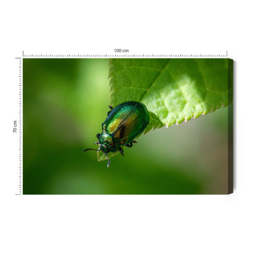 Obraz na płótnie Zielony Chrząszcz Makrofotografia Natura  Premium Canvas