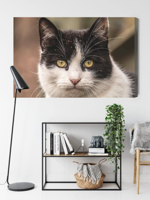 Obraz na płótnie Zwierzęta Kot portret Premium Canvas - obrazek 9