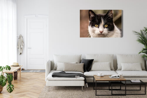 Obraz na płótnie Zwierzęta Kot portret Premium Canvas - obrazek 6