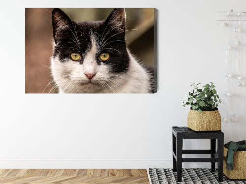 Obraz na płótnie Zwierzęta Kot portret Premium Canvas - obrazek 8