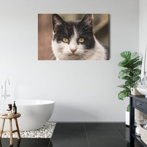 Obraz na płótnie Zwierzęta Kot portret Premium Canvas - obrazek 5