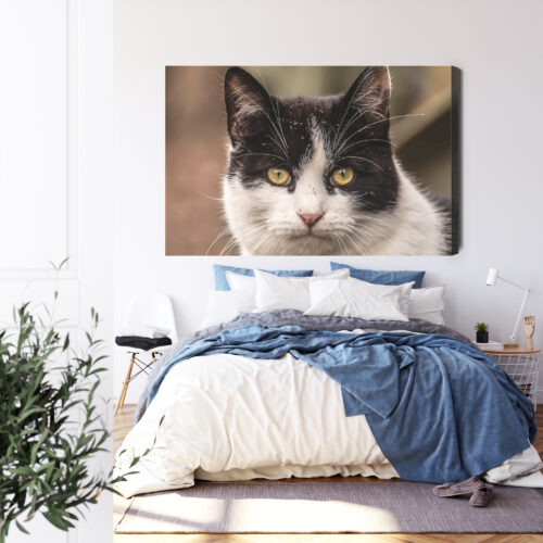 Obraz na płótnie Zwierzęta Kot portret Premium Canvas - obrazek 3