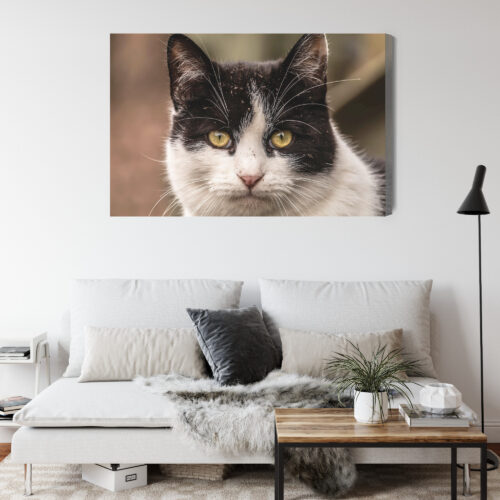 Obraz na płótnie Zwierzęta Kot portret Premium Canvas - obrazek 4