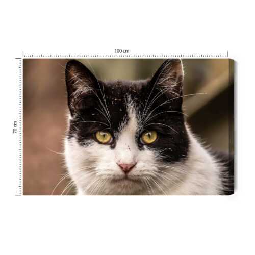 Obraz na płótnie Zwierzęta Kot portret Premium Canvas