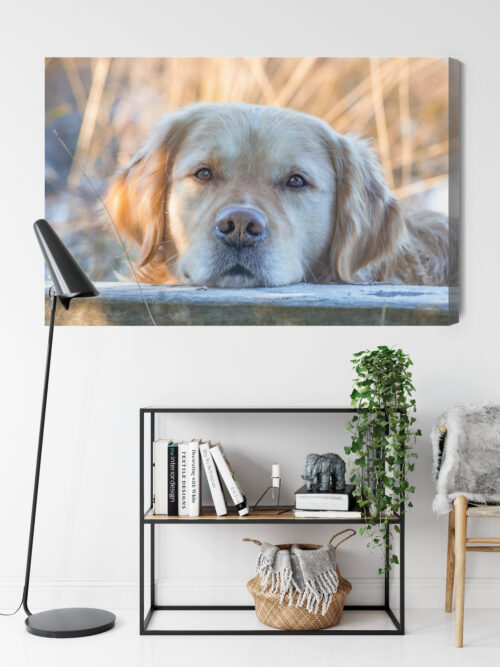 Obraz na płótnie Zwierzęta Pies portret Premium Canvas - obrazek 9