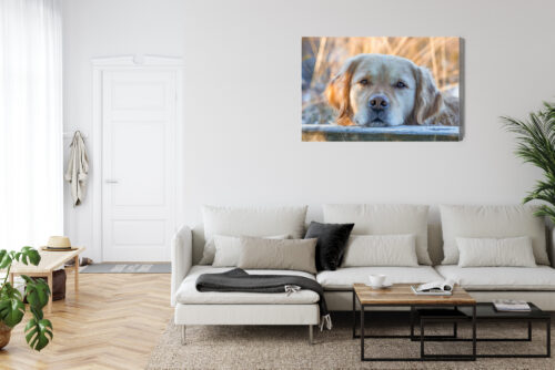 Obraz na płótnie Zwierzęta Pies portret Premium Canvas - obrazek 6