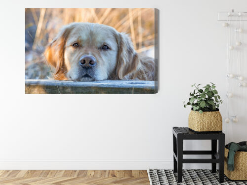 Obraz na płótnie Zwierzęta Pies portret Premium Canvas - obrazek 8