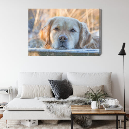 Obraz na płótnie Zwierzęta Pies portret Premium Canvas - obrazek 4