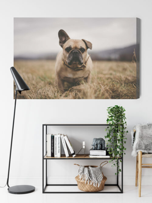 Obraz na płótnie Zwierzęta Buldog na łące Premium Canvas - obrazek 9