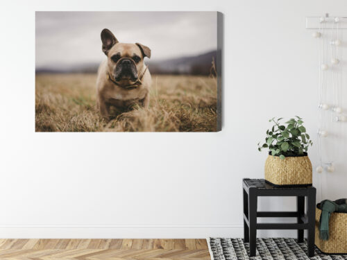 Obraz na płótnie Zwierzęta Buldog na łące Premium Canvas - obrazek 8