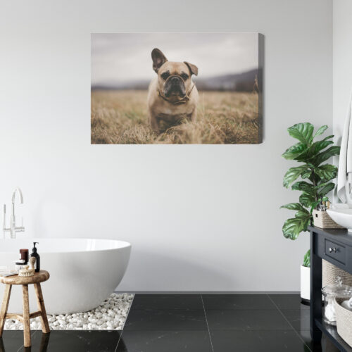 Obraz na płótnie Zwierzęta Buldog na łące Premium Canvas - obrazek 5