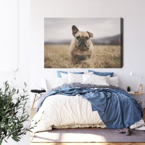 Obraz na płótnie Zwierzęta Buldog na łące Premium Canvas - obrazek 3