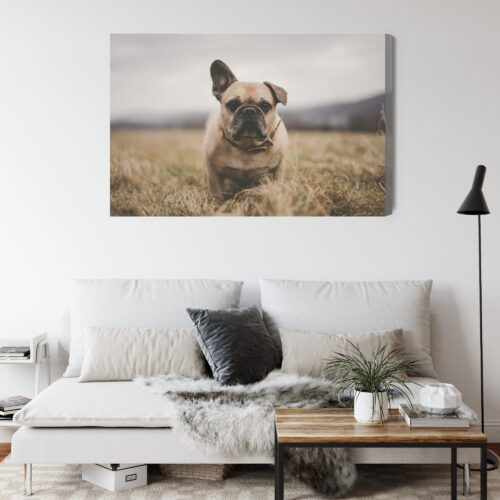 Obraz na płótnie Zwierzęta Buldog na łące Premium Canvas - obrazek 4