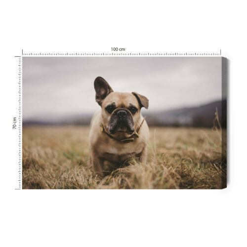 Obraz na płótnie Zwierzęta Buldog na łące Premium Canvas