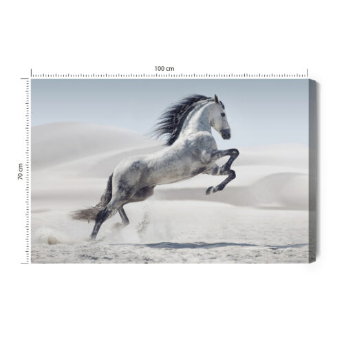Obraz na płótnie Koń Fotografia Pustynia  Premium Canvas