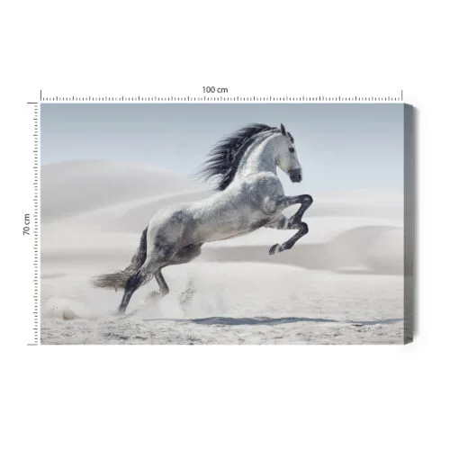 Obraz na płótnie Koń Fotografia Pustynia  Premium Canvas