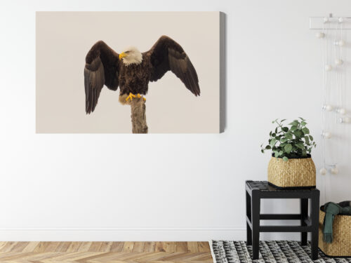 Obraz na płótnie Orzeł Realistyczny Drzewo  Premium Canvas - obrazek 8
