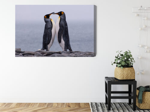 Obraz na płótnie Zwierzęta Pingwiny razem Premium Canvas - obrazek 8