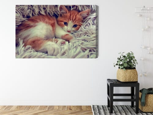 Obraz na płótnie Zwierzęta Śpiący kotek Premium Canvas - obrazek 8