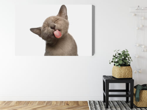 Obraz na płótnie Zwierzęta Kot z językiem Premium Canvas - obrazek 8