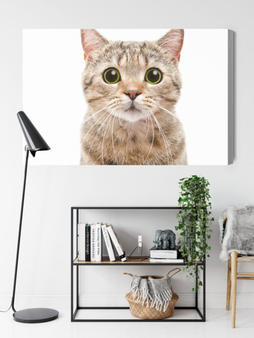 Obraz na płótnie Kot z wielkimi oczami Minimalizm biały  Premium Canvas - obrazek 9