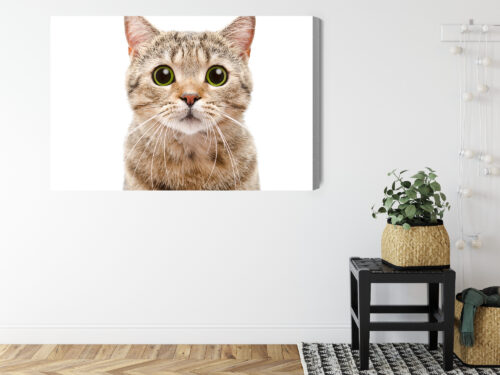 Obraz na płótnie Kot z wielkimi oczami Minimalizm biały  Premium Canvas - obrazek 8