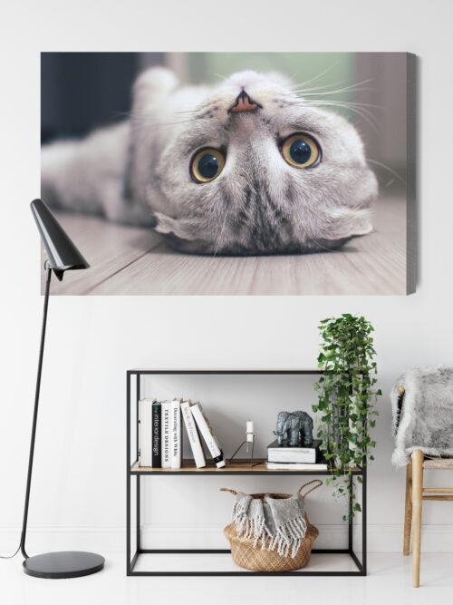 Obraz na płótnie Zwierzęta Kot leżący Premium Canvas - obrazek 9