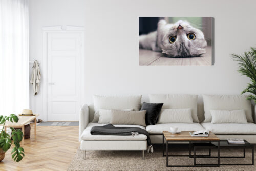 Obraz na płótnie Zwierzęta Kot leżący Premium Canvas - obrazek 6