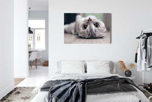 Obraz na płótnie Zwierzęta Kot leżący Premium Canvas - obrazek 7