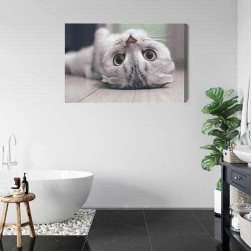 Obraz na płótnie Zwierzęta Kot leżący Premium Canvas - obrazek 5
