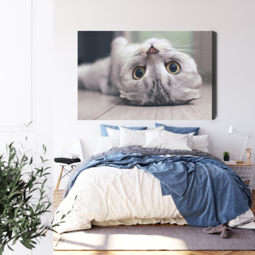 Obraz na płótnie Zwierzęta Kot leżący Premium Canvas - obrazek 3