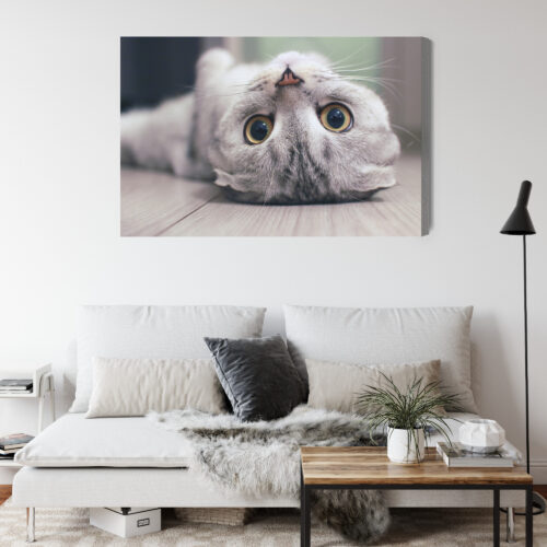 Obraz na płótnie Zwierzęta Kot leżący Premium Canvas - obrazek 4