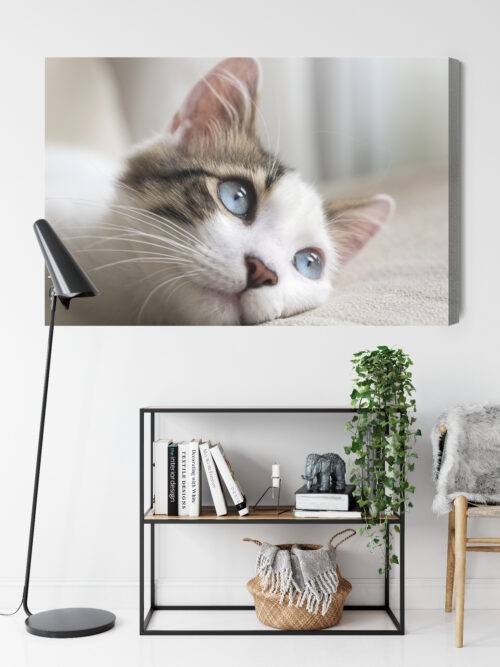 Obraz na płótnie Zwierzęta Kot z niebieskimi oczami Premium Canvas - obrazek 9