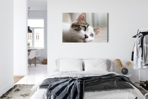 Obraz na płótnie Zwierzęta Kot z niebieskimi oczami Premium Canvas - obrazek 7